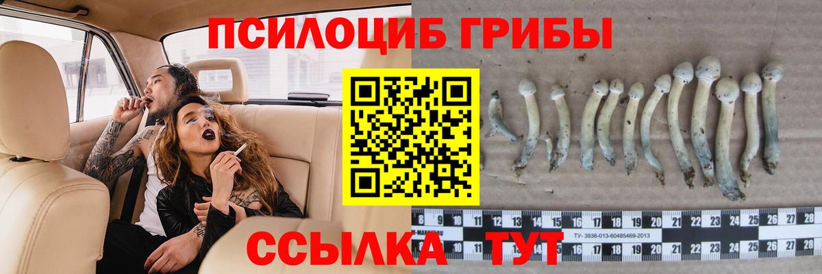 Псилоцибиновые грибы Psilocybe  Вход с VPN  Верхняя Пышма 